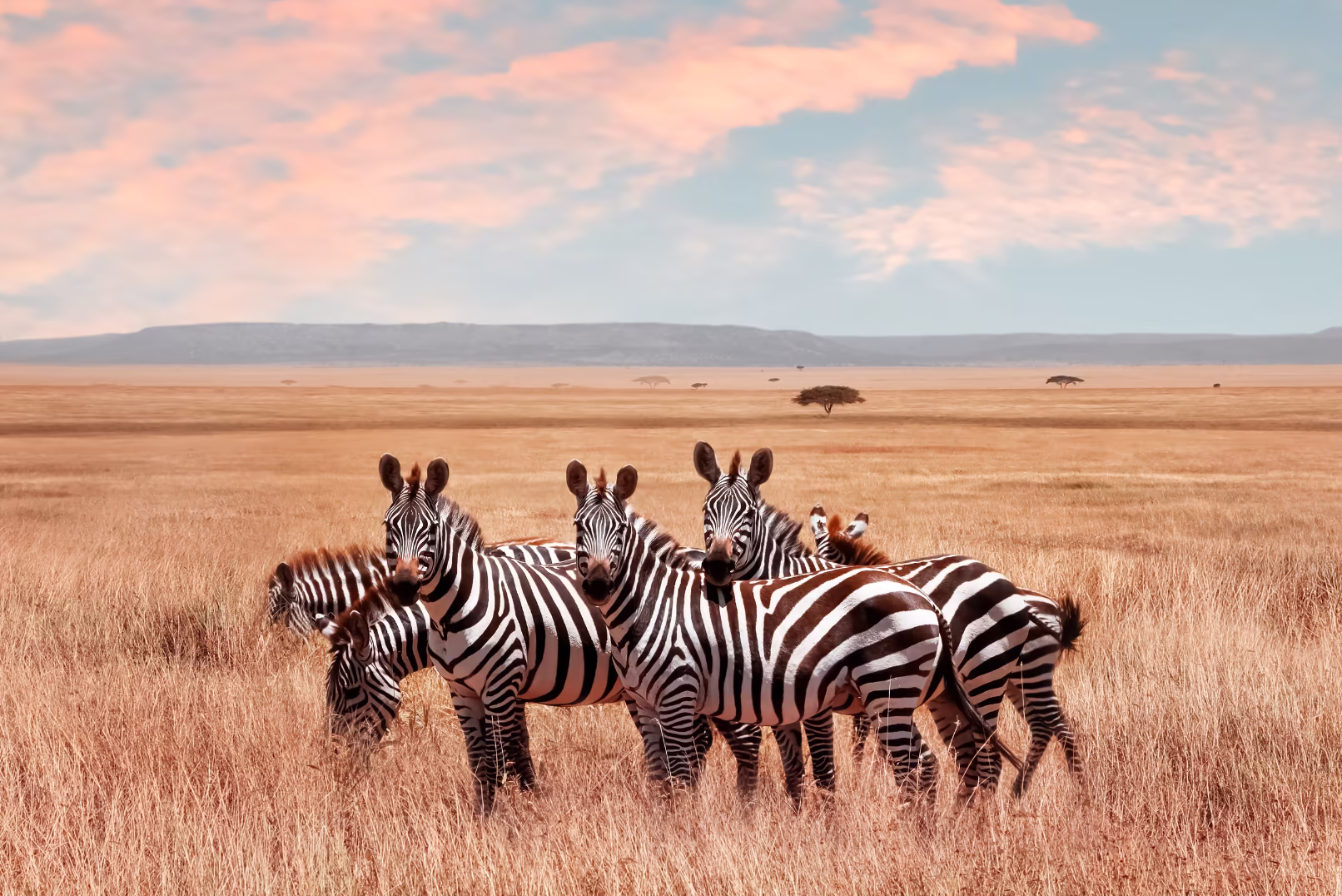 Zebras on African plains