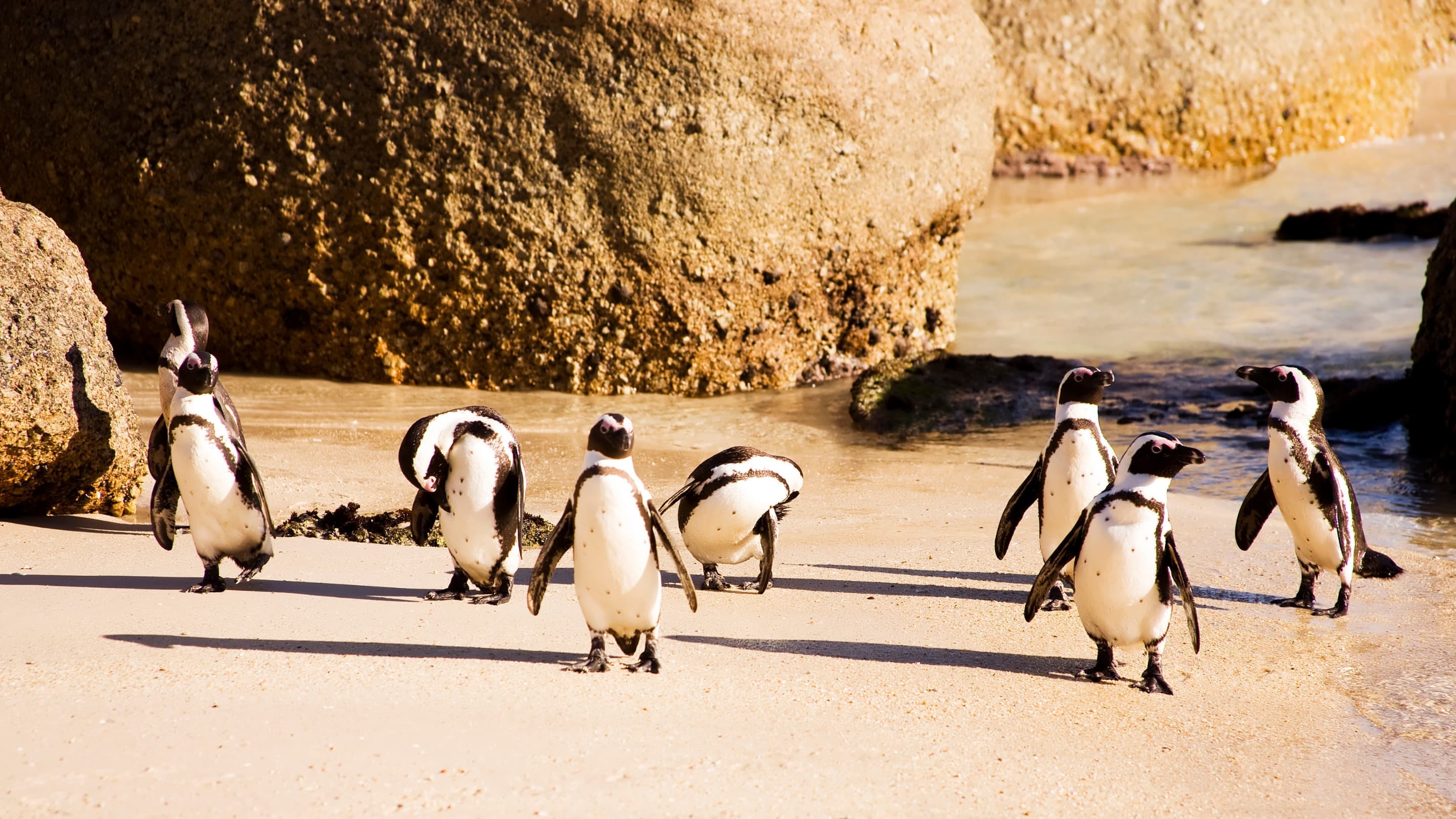 Boulders Beach penguins
