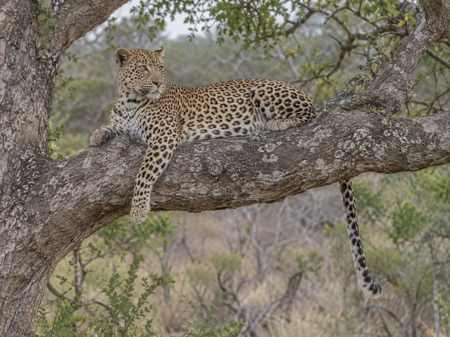 Leopard resting on a marula branch in the Sabi Sand