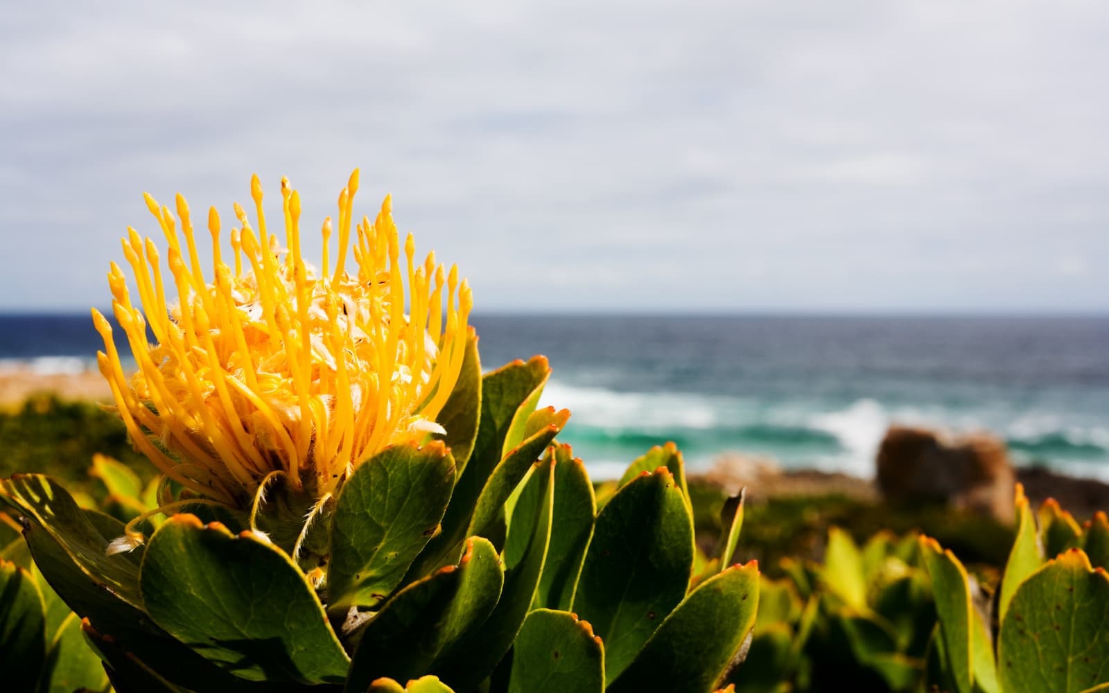 Fynbos and protea at Cape Point