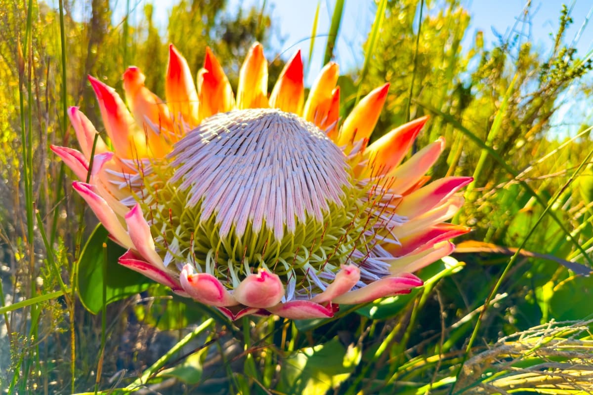 A guided walk through Cape fynbos