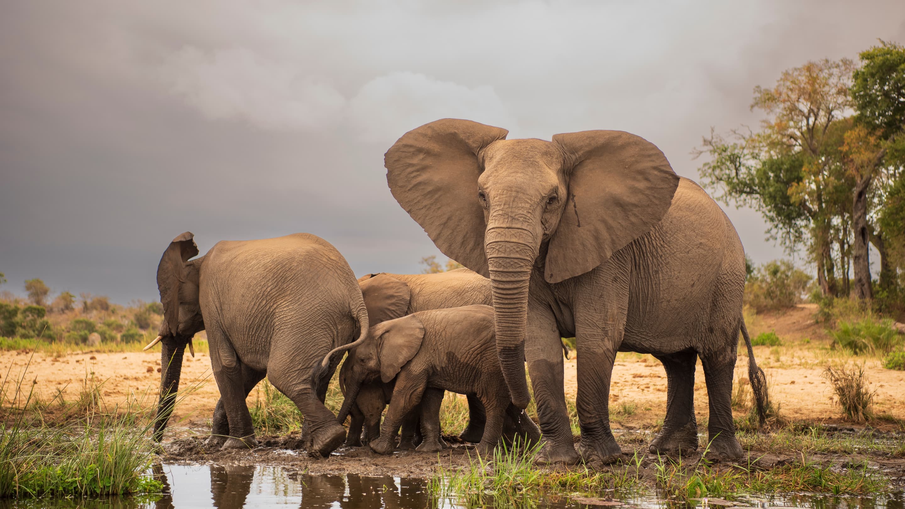 Elephants in the Greater Kruger