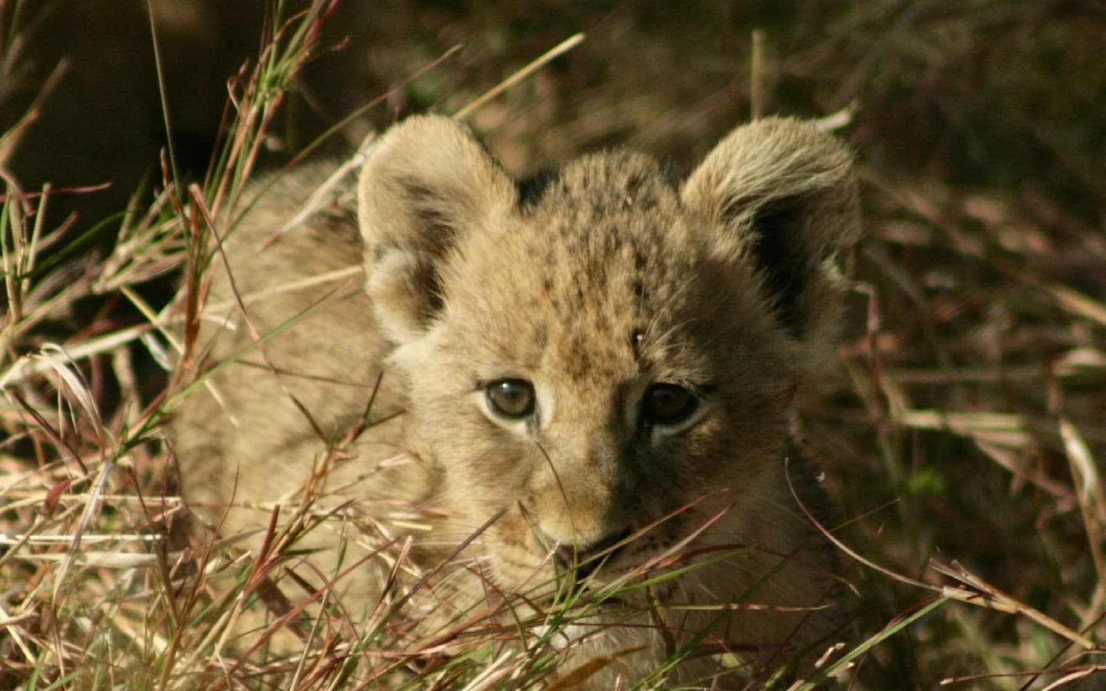 Lion cub in the Sabi Sand Game Reserve