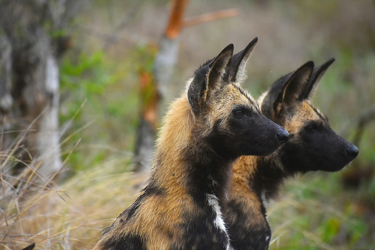 Wild dog in the Madikwe Game Reserve