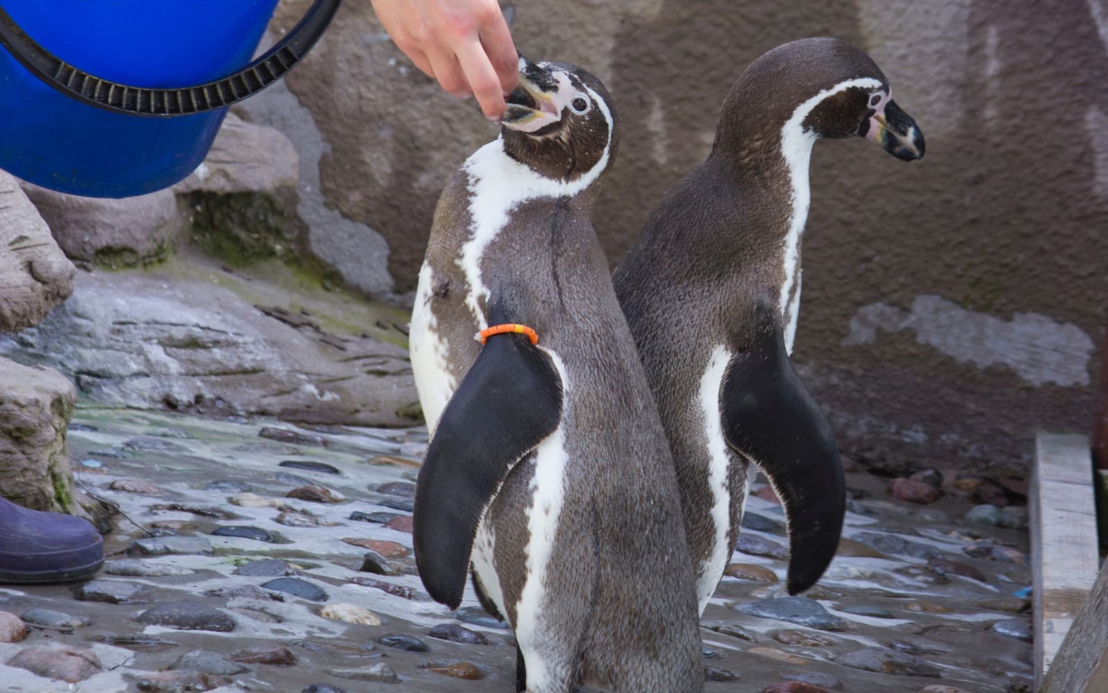 Conservation & Community in South Africa - primary destination featuring conservation & community experiences and adventures