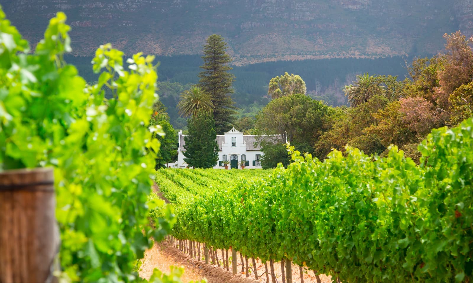 Cape Winelands - Image 2