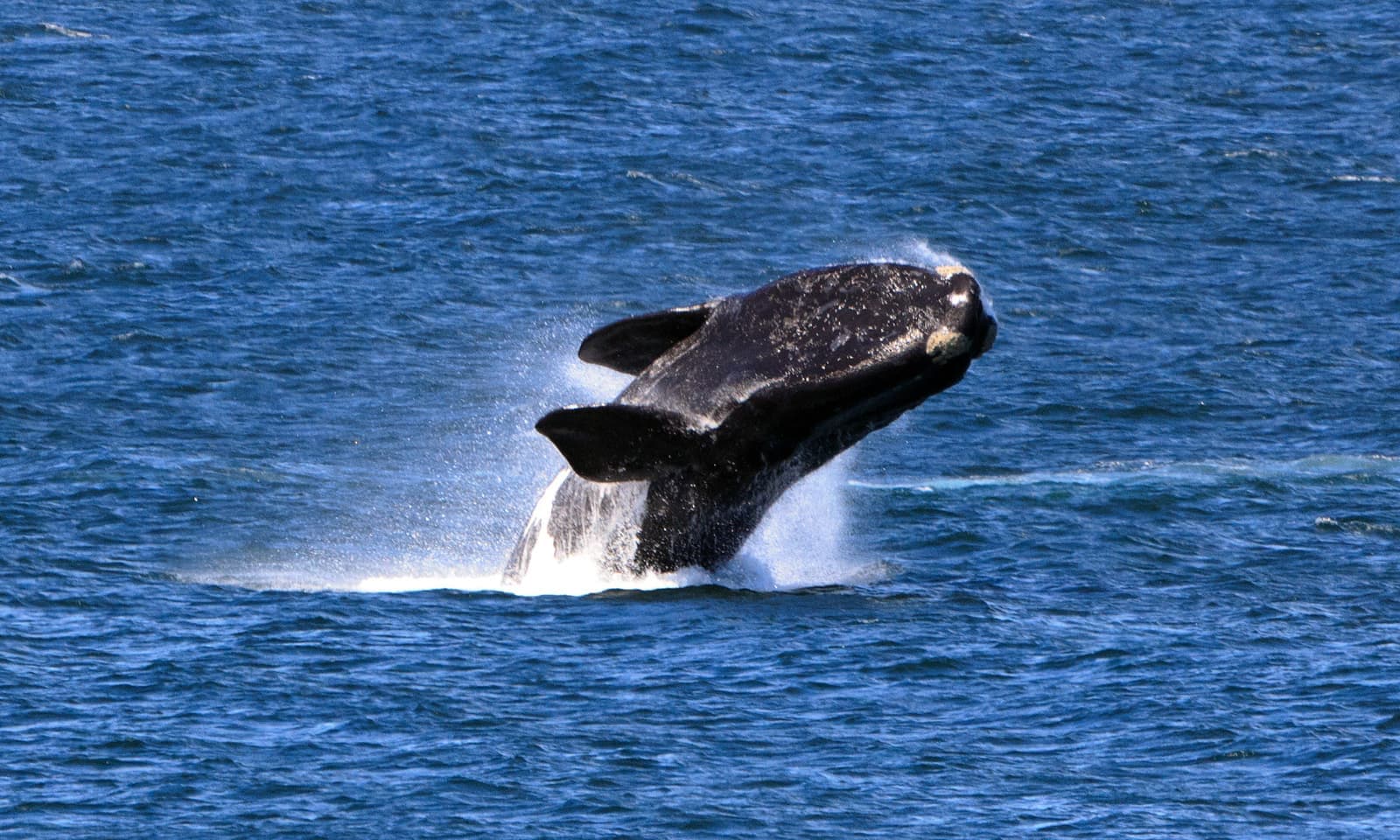 Hermanus Region - Image 2