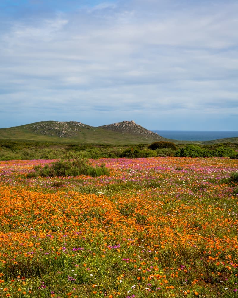 West Coast - Image 1