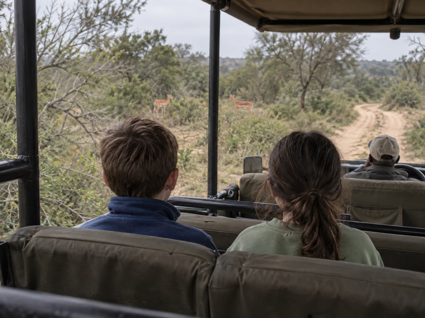 Two children watching impala from the back of a safari vehicle